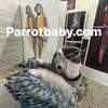 Baby Girl Blue and Gold Macaw