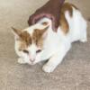 Female adult cats for rehoming