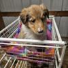 Old fashioned "lassie" farm collie puppies