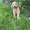 Golden doodle puppies!