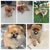 Pomeranian  miniature puppy