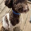 Poodle Stud Service