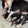 Working bull terriers