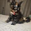 Maine Coon Kittens available
