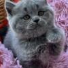 NEW Elite Scottish straight kitten from Europe with excellent pedigree, female.Yasia