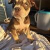 Girl bully