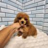 Toy Poodle puppies Ready now !