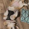 Beautiful sable corgi girl