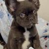 Chocolate fluffy French bulldog