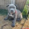 Female American Pocket Bully