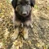 German Shepherd Male pup #1