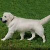 AKC English Cream Golden Retriever STUD Imported OFA & Genetic CLEAR Champion Parents