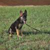 German Shepherd. AKC  $500