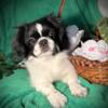 Pekingese female black/ white parti