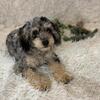 Merle Cavapoo Puppies 7 Months  Healthy & Socialized”