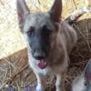 Female German Shepherd pup