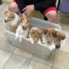 Rough Collie Puppies for sale