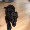 4-Month-Old Male Doodle Looking for a Loving Home 🐾🤎