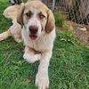 Livestock guardian dogs