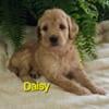 Irishdoodle Puppies available 