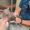 Standard xoloitzcuintli puppies