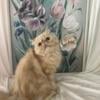 CFA reg.  Persian Cream  female/Spayed