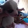 chihuahua puppies all males