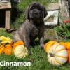 Akc English mastiffs Champion sired health tested parents