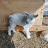 Nigerian Dwarf Goat Kids and Bucks Available Breeding Quality