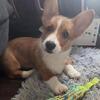 AKC Pembroke Welsh Corgi