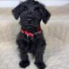 Schnauzer Puppies Ready to Rehome