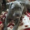 Blue nose American Pitbull Puppies