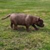 American bully male available