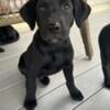 Purebred Labrador Retrievers