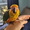 Fully weaned baby sun conure