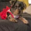 Yes I have a female toy Yorkie looking for her forever home