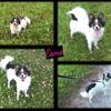 Older female Papillons in need of a great home!