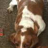 AKC Basset Hounds - UpNorth Bassets