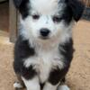 Toy Australian Shepherds, Pepper female TEACUP blue eyes.  Could hold for Christmas.