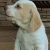 Small Lemon and White AKC Beagle Puppies for Sale