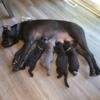 Roman Cane Corso 