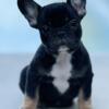 Star Black & Tan Female Frenchie