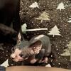 Male Bi-Color Sphynx Kitten