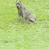 AKC male for sale