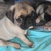 Purebred Pug Puppies Available Now