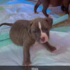 ABKC American Bully Puppies
