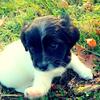 Poodle jack Russell mix pup