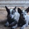 Blue Heeler Puppies 8 weeks old