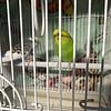 Pair of parakeets