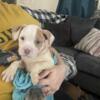 Beautiful pitbully female puppy